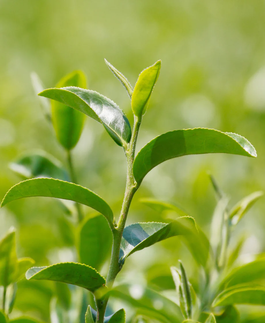 Green Tea