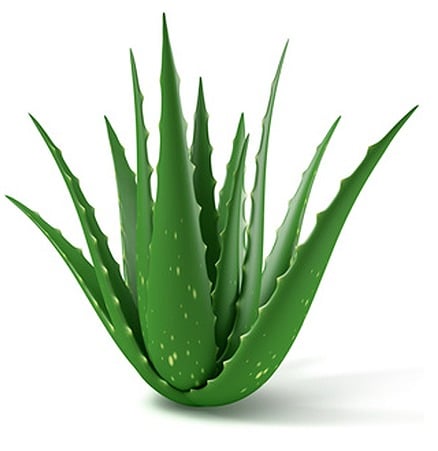 CBD/Aloe Vera
