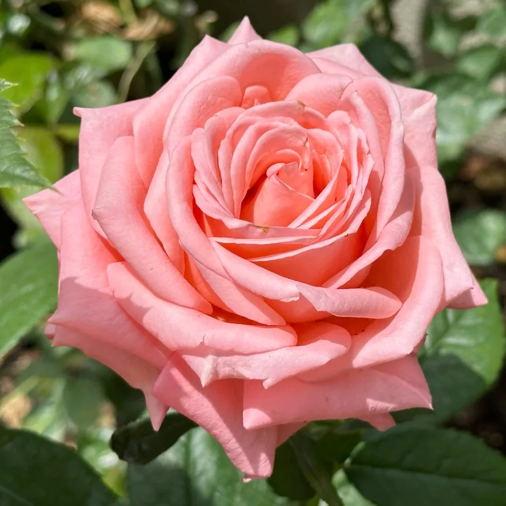 Rose Fairy Tales