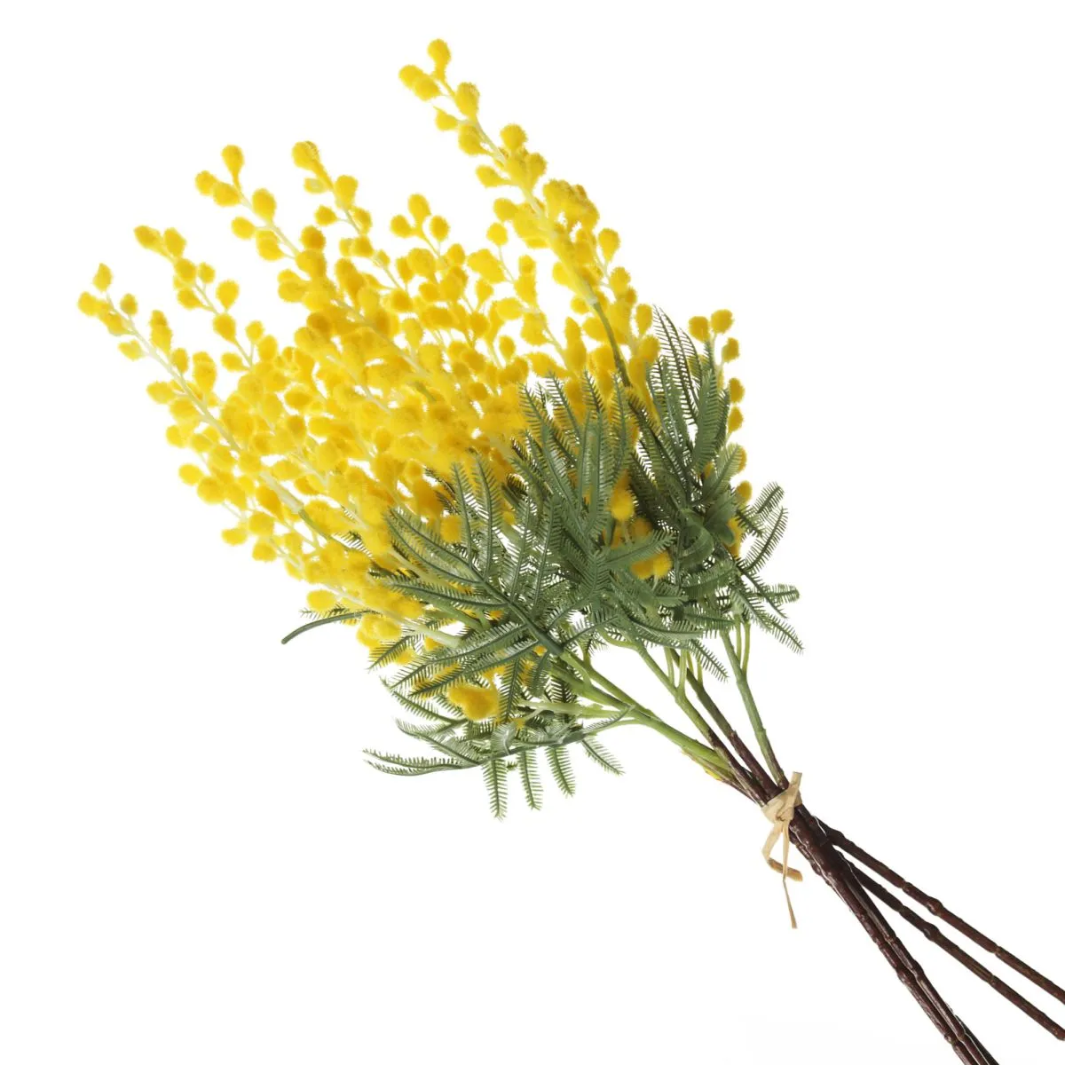 Acacia