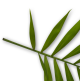 leaf decoration