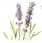 Lavender Relieve