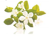 Jasmine Soothe