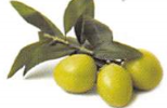 Olive Sensation