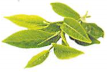 Green Tea Detox